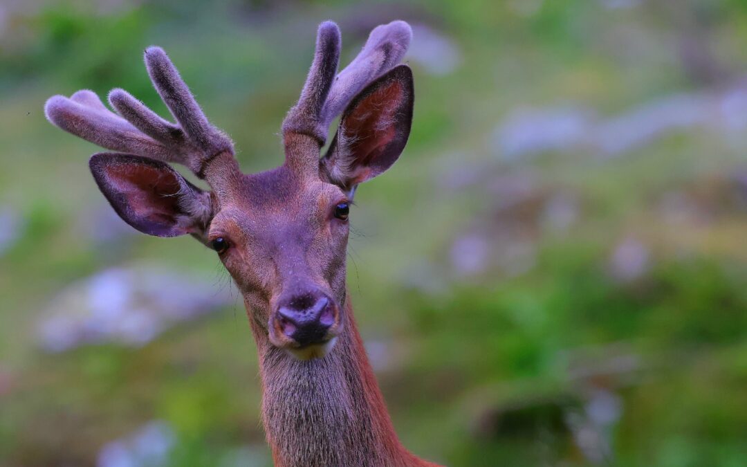 Un jeune cerf