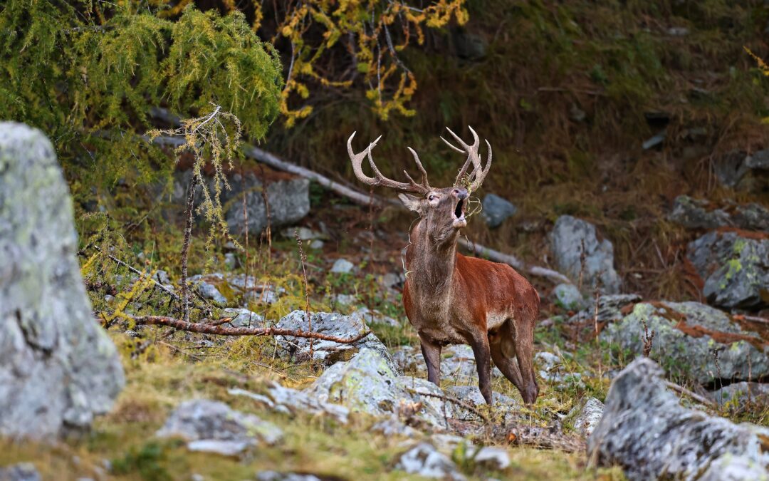 le brame du cerf